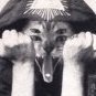 Tomcat_